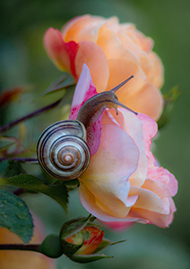 Beauty at a Snail's Pace by Heidi Spitzig