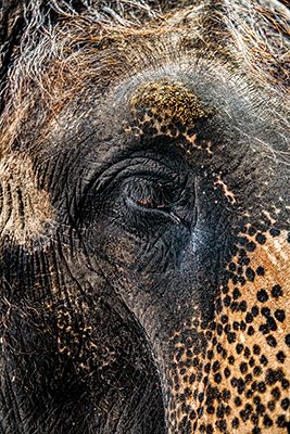 An Elephant's Eye by Janet Cruz