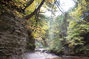 Walk in Nature by Michael Bowen
