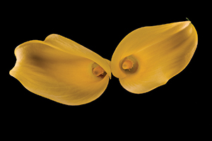 Calla Watching by Sheridan Vincent