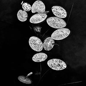 Water Lilies by Wade Eaton