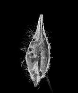 Milkweed Seed Pod by Tim Wilson