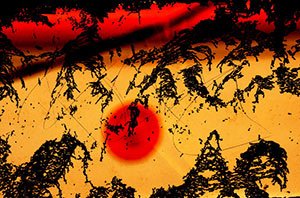 Tokyo Sun by Betsy Phillips