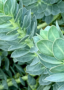 Blue Spurge Leaning Left by Liesl Gaesser