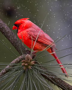 Winter Cardinal by Marie Costanza