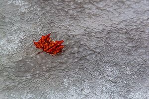 Autumn Leftover by John Ejaife