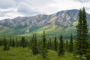 Light Through the Storm, Denali National Park