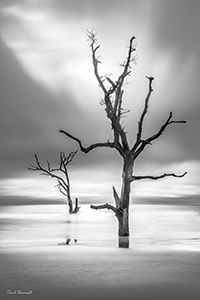 Bone Yard Sentinals by Paul Yarnall