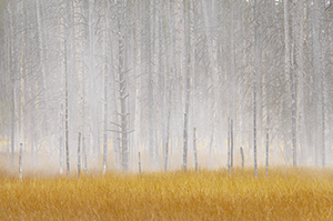 Trees in the Mist by Tom Knauss