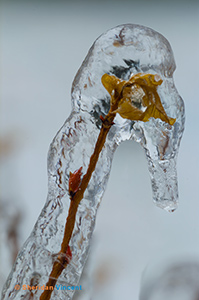 Icing 2 by Sheridan Vincent