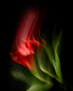 Flaming Headbanger by Elena Mickie LaPlaca