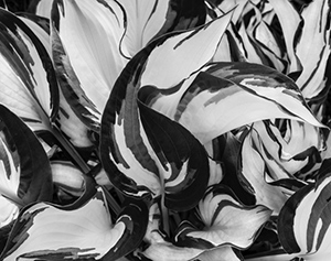 #3 Hosta, Batavia, NY by Don Burkel