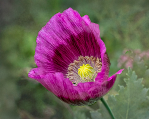 Regal Bloom by Marie Costanza