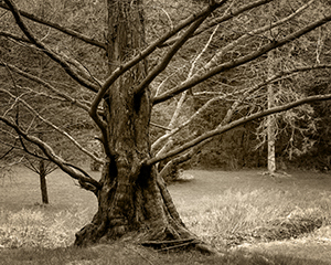 Spring Larch by Don Menges