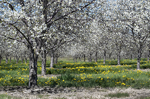 Cherry Blossoms by Luann Pero