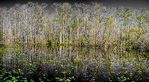 Tranquility by David Bleich