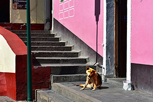 El-Perro,-Real-Del-Monte by Michael Shoemaker