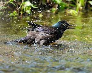 Common Grackle by Clyde Comstock