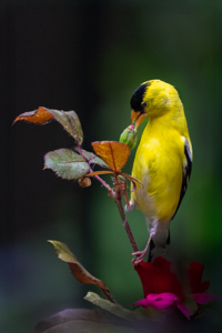 A taste of Blooming by Marie Costanza