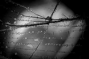 Bubbles Daniel Gregory