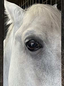 Lipizzan Love by Karen Dowejko