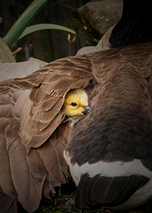 Nestled in Love by Rick Schelt