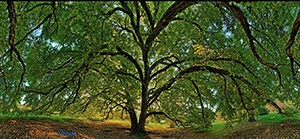 Katsura Early Fall by Sheridan Vincent