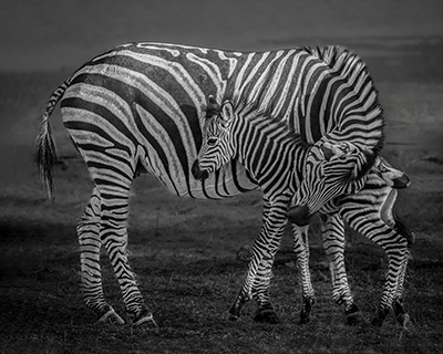 Mother and Newborn by Beverly Golschmidt