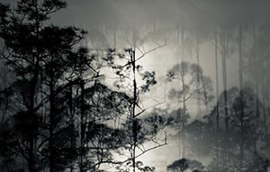 Cecil's Trees by Shane Johnson