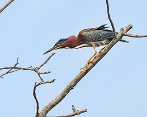 Green Heron by Clyde Comstock