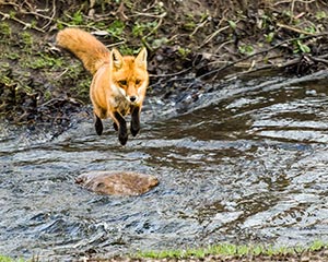Flying Fox by Clyde Comstock