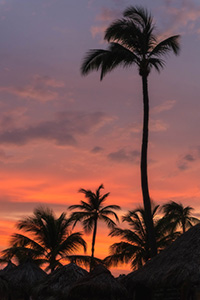 Twilight Amont the Palms by Marie Costanza