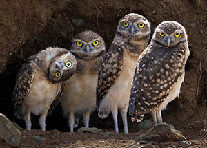 Here's Looking at You by Marie Costanza