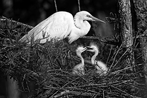 Bickering by Dixon Handshaw