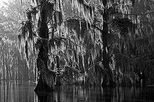 Swamp by Dixon Handshaw