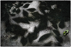 Shadows by Luann Pero