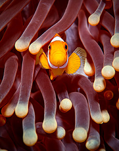 Clown Fish by Cyrille Rio
