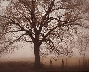 Old Oak Tree in Fall