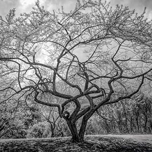 Revealed Structure by Tom Kredo