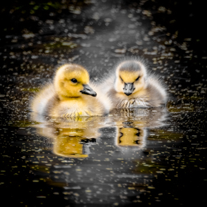 Twin Reflections by Marie Costanza