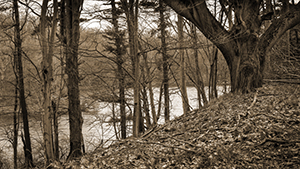 New Maple Section by Don Menges