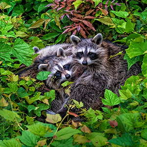 Rockabye Raccoons by Marie Costanza