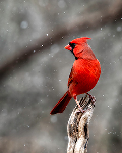 Cardinal in Snowstorm by Gerry Iuppa